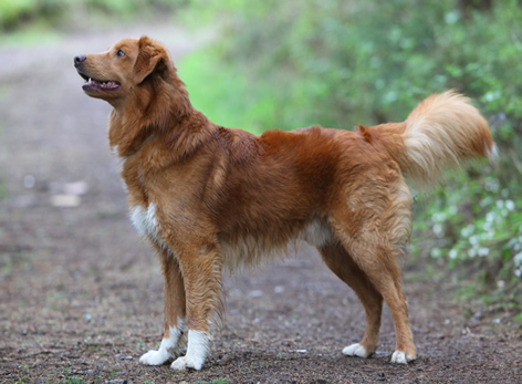 toller-ruede-show